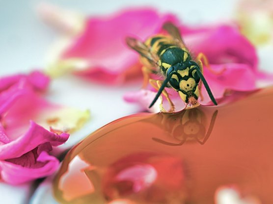 Deutsche Wespe, Vespula germanica, am Honig zu sehen (Foto: NABU/CEWE/Karl H. Brudke)