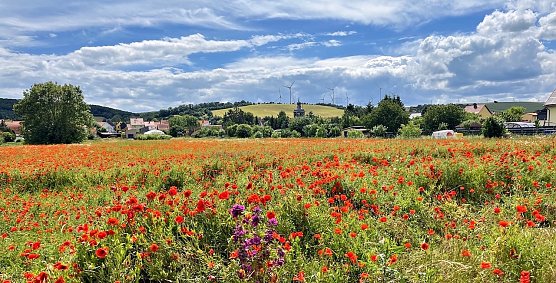Wiese in Uthleben (Foto: Marco Gerlach)