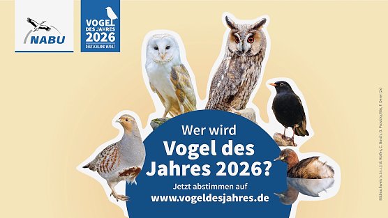 Wahl zum Vogel des Jahres 2026 (Foto: NABU/W. Rolfes, C. Bosch, O. Prosicky/BIA, F. Derer)