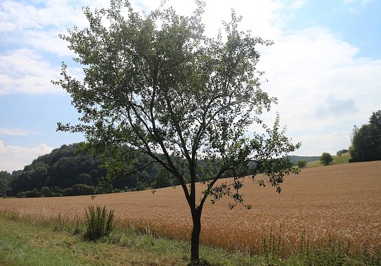Wetterbild (Foto: nnz) Wetterbild (Foto: nnz)