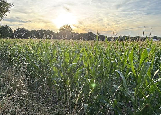 Weiter kühl und regnerisch in Thüringen (Foto: oas) Weiter kühl und regnerisch in Thüringen (Foto: oas)