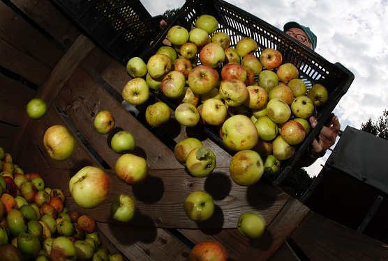 Eigener Saft aus dem Obst (Foto: NABU/ Bernd Schaller)
