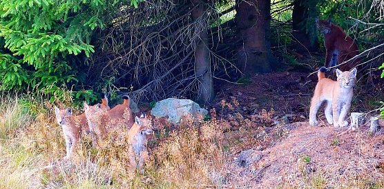 Luchsfamilie im Harz (Foto: Manfred Werner,) Luchsfamilie im Harz (Foto: Manfred Werner,)
