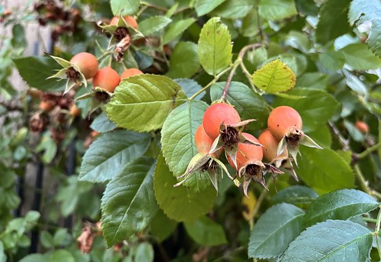 Erste Nachtfröste werden erwartet (Foto: oas) Erste Nachtfröste werden erwartet (Foto: oas)