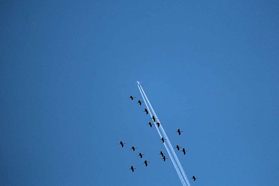 Kraniche &uuml;ber dem S&uuml;dharz (Foto: Peter Blei)