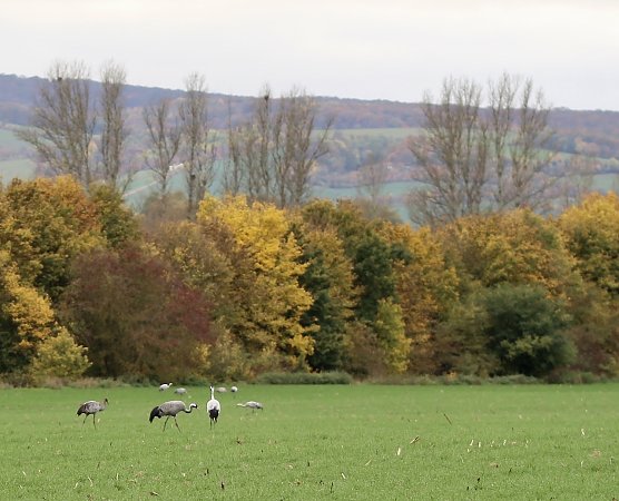 Kraniche am Stausee in Kelbra (Archiv) (Foto: Eva Maria Wiegand)