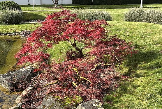 Japanischer Garten Bad Langensalza (Foto: oas) Japanischer Garten Bad Langensalza (Foto: oas)