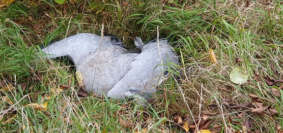Der Gegensatz zwischen dem gewohnt majest&auml;tischen Anblick fliegender Kraniche und diesem sterbenden Kranich ist nur schwer zu ertragen (Foto: B. Schwarzberg)