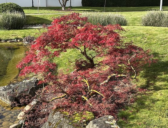 Herbst in Bad Langensalza  (Foto: oas)