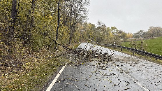 26. Oktober 2025 - Umgest&uuml;rzter Baum auf der Landstra&szlig;e zwischen Buchholz und Neustadt. (Foto: vgf)