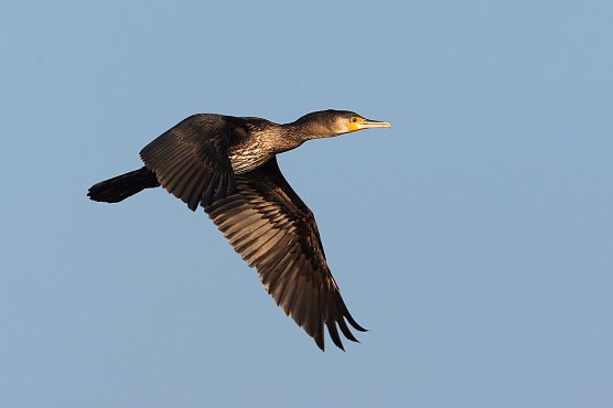Kormoran (Foto: Frank Derer)