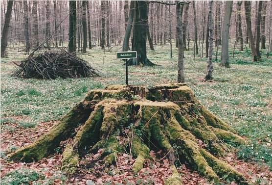 Stumpf einer Mutterblutbuche - April 1999 (Foto: H. Nagel)