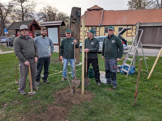 Mitglieder des Kulturwaltvereins pflanzen Blutbuche am Possen (Foto: Uwe Lumm)
