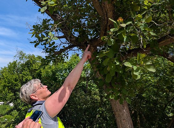 Die st&auml;dtischen Baumkontrolleure Babett Knobloch (li.) und Christian Duft (re.) kontrollieren in Sondershausen die B&auml;ume auf ihre Verkehrssicherhei (Foto: Janine Skara)