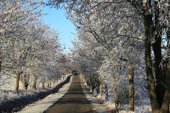 Winterlandschaft bei Kelbra (Foto: U.Reinboth)