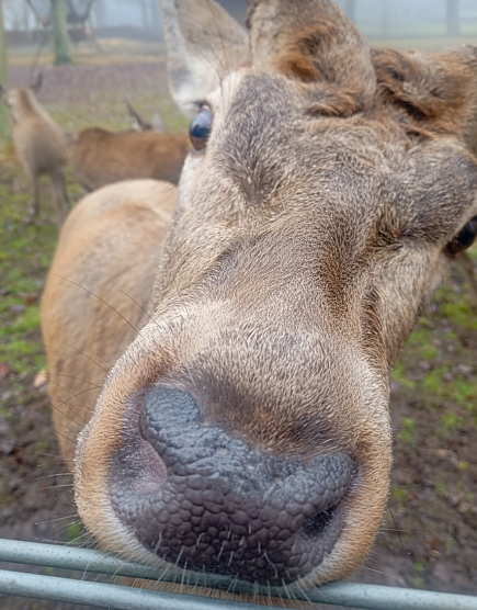 Kein Elch, aber ein schöner Hirsch (Foto: Frank Hilpert) Kein Elch, aber ein schöner Hirsch (Foto: Frank Hilpert)