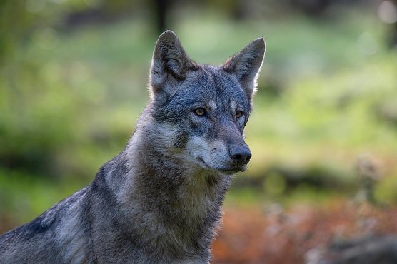 Symbolbild Wolf (Foto: Pixabay-keyouest) Symbolbild Wolf (Foto: Pixabay-keyouest)