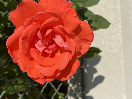 Welche Farbe hat die Welt? - sehr viele, kr&auml;ftige und sch&ouml;ne Farben (Foto: Wolfgang Lehmann)