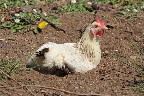 Im Kyffh&auml;userkreis wurde die Vogelgrippe in zwei weiteren Betrieben festgestellt, Symbolbild (Foto: emw)