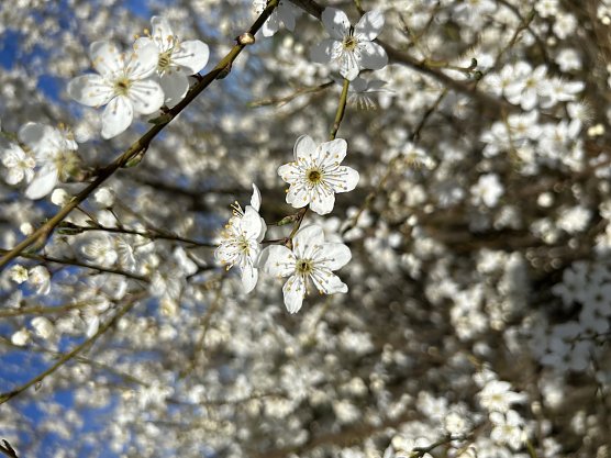 Frühlingsblüten (Foto: Susanne Thümmel) Frühlingsblüten (Foto: Susanne Thümmel)
