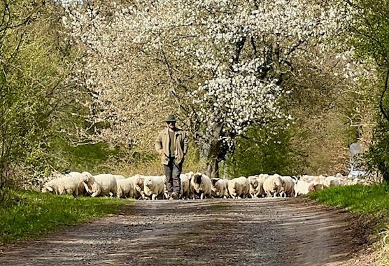Schafherde mit Schäfer (Foto: Diana Kupfer) Schafherde mit Schäfer (Foto: Diana Kupfer)