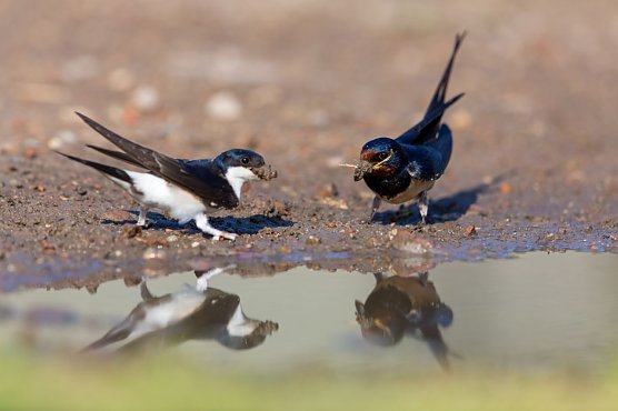 Mehl- und Rauchschwalbe nebeneinander (Foto: Matthias Sch&auml;f/NABU)