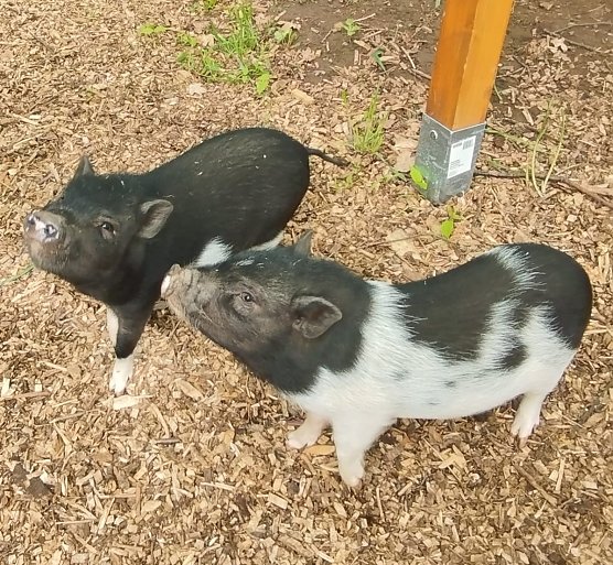 Für diese beiden süßen Schweine werden noch Namen gesucht. (Foto: Nancy Pätzold) Für diese beiden süßen Schweine werden noch Namen gesucht. (Foto: Nancy Pätzold)