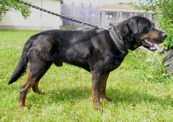 Nero (Foto: C. Knust) Nero (Foto: C. Knust)