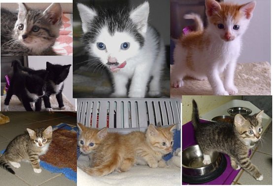 Sie warten auf ein neues Zuhause (Foto: privat)