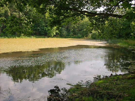 Pfaffenteich (Foto: Karl-Heinz Herrmann) Pfaffenteich (Foto: Karl-Heinz Herrmann)