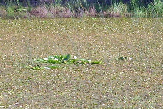 Pfaffenteich (Foto: Karl-Heinz Herrmann) Pfaffenteich (Foto: Karl-Heinz Herrmann)