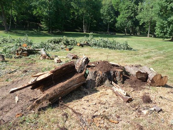 Kranke Bäume (Foto: Karl-Heinz Herrmann) Kranke Bäume (Foto: Karl-Heinz Herrmann)