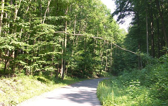 Baum  (Foto: Karl-Heinz Herrmann)