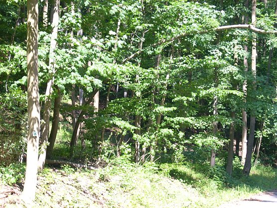 Baum  (Foto: Karl-Heinz Herrmann)