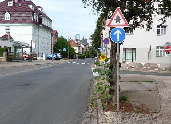 Sonnenblume (Foto: Karl-Heinz Herrmann)