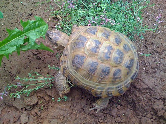 Schildkröte (Foto: Landratsamt Kyffhäuserkreis) Schildkröte (Foto: Landratsamt Kyffhäuserkreis)