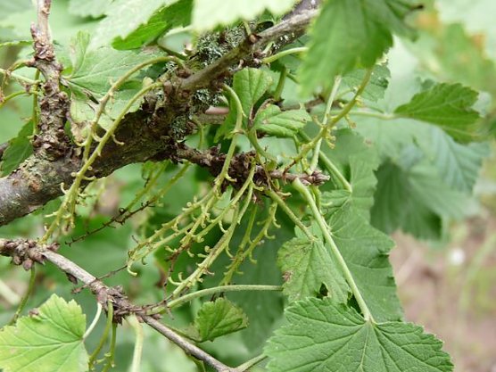 Johannisbeerraub (Foto: Karl-Heinz Herrmann) Johannisbeerraub (Foto: Karl-Heinz Herrmann)