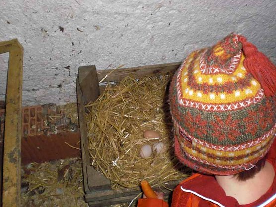 Auf dem Bauernhof (Foto: Kindervilla Bad Frankenhausen)