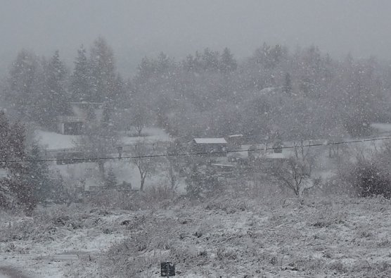 Weihnachtsbaum (Foto: Karl-Heinz Herrmann) Weihnachtsbaum (Foto: Karl-Heinz Herrmann)