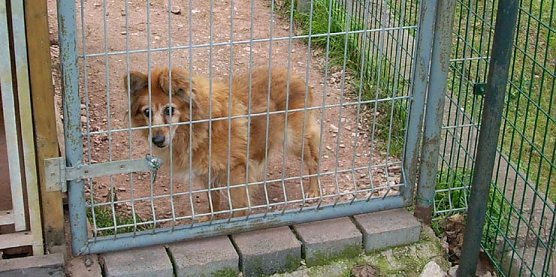 Erblindetes Tier im Gnadenhof Sondershausen (Foto: Karl-Heinz Herrmann) Erblindetes Tier im Gnadenhof Sondershausen (Foto: Karl-Heinz Herrmann)