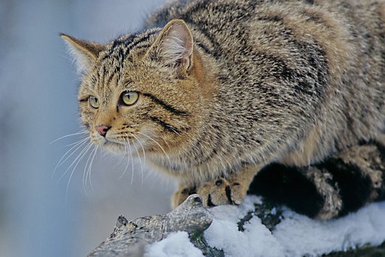 Wildkatze im Schnee (Foto: Thomas Stephan, Munderkingen)