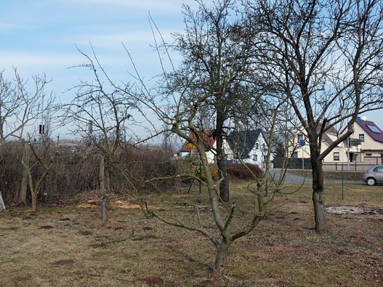 Baumschnittseminar (Foto: Karl-Heinz Herrmann)