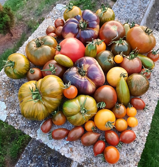 Bild: Gro&szlig;e Auswahl an Tomaten