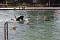 Schwimmbadfest er&ouml;ffnet