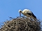 Brutzeit der Störche hat begonnen Brutzeit der Störche hat begonnen