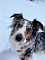 Familienhund Mila im Schnee Familienhund Mila im Schnee