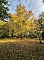 Der Herbst im Park Der Herbst im Park