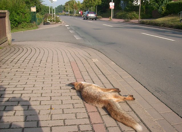 Bild: Toter Fuchs
