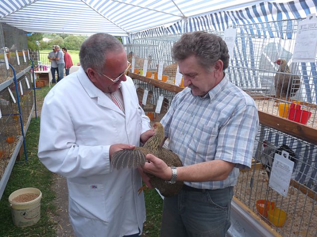 Bild: Rassengefl&uuml;gelausstellung in Bad Frankenhausen