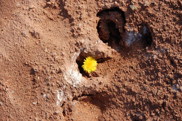 Bild: Tag des Geotops Kalihalde Sondershausen